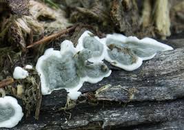 Attēlu rezultāti vaicājumam “Kretzschmaria deusta”