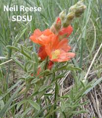 Attēlu rezultāti vaicājumam “Malvaceae”