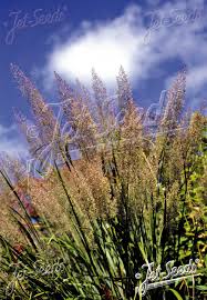 Attēlu rezultāti vaicājumam “Calamagrostis purpurea fruit”