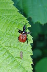 Attēlu rezultāti vaicājumam “Apoderus coryli”