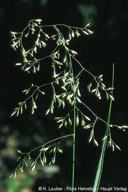 Attēlu rezultāti vaicājumam “Festuca altissima flower”