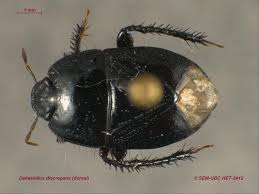 Attēlu rezultāti vaicājumam “Cydnidae”