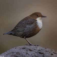 Attēlu rezultāti vaicājumam “Cinclus cinclus”