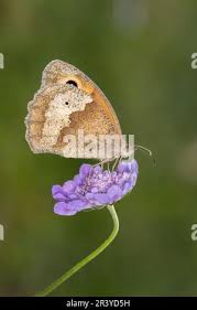 Attēlu rezultāti vaicājumam “Maniola jurtina female”