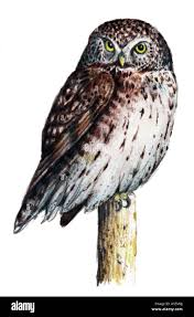 Attēlu rezultāti vaicājumam “Glaucidium passerinum”