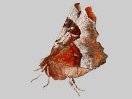 Attēlu rezultāti vaicājumam “Selenia dentaria”