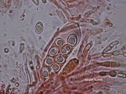 Attēlu rezultāti vaicājumam “Parmelina tiliacea”