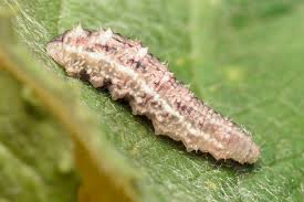 Attēlu rezultāti vaicājumam “Syrphus sp. larva”