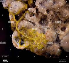 Attēlu rezultāti vaicājumam “Amaurochaete atra spores”