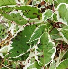 Attēlu rezultāti vaicājumam “Trichia ambigua stalked”