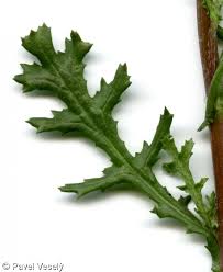 Attēlu rezultāti vaicājumam “Senecio vulgaris leaf”