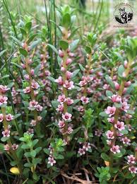 Attēlu rezultāti vaicājumam “Glaux maritima”