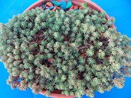 Attēlu rezultāti vaicājumam “Sedum hispanicum leaf”