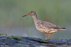 Attēlu rezultāti vaicājumam “Tringa totanus adult”