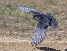 Image result for Falco amurensis
