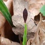 Attēlu rezultāti vaicājumam “Carex pilosa leaf”