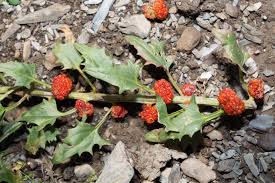 Attēlu rezultāti vaicājumam “Chenopodium polyspermum var. acutifolium flower”