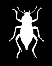 Attēlu rezultāti vaicājumam “Blaps mortisaga”