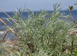 Attēlu rezultāti vaicājumam “Artemisia campestris”