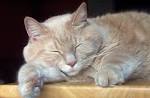 Sleeping Cat Free Stock Photo HD   Public Domain Pictures