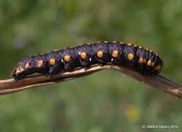 Attēlu rezultāti vaicājumam “Cucullia lucifuga”