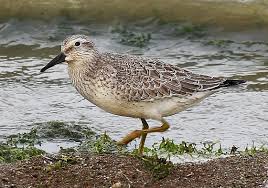 Attēlu rezultāti vaicājumam “Calidris canutus”