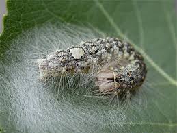 Attēlu rezultāti vaicājumam “Acronicta megacephala larva”