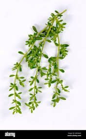 Attēlu rezultāti vaicājumam “Herniaria glabra”