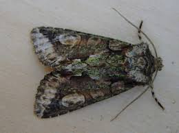 Attēlu rezultāti vaicājumam “Allophyes oxyacanthae”