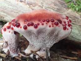 Attēlu rezultāti vaicājumam “Phellodon tomentosus”