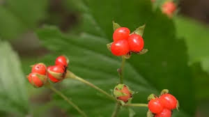 Attēlu rezultāti vaicājumam “Rubus saxatilis fruit”