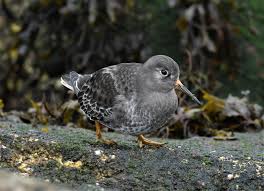 Attēlu rezultāti vaicājumam “Calidris maritima adult”