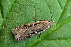 Attēlu rezultāti vaicājumam “Gelechia jakovlevi”