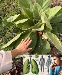 Attēlu rezultāti vaicājumam “Verbascum densiflorum leaf”