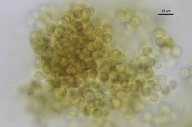 Attēlu rezultāti vaicājumam “Lindbladia tubulina macro”