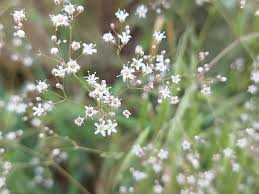 Attēlu rezultāti vaicājumam “Gypsophila paniculata bud”