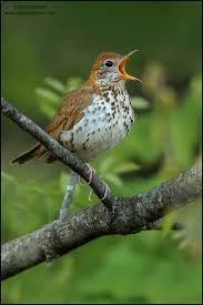 Image result for Hylocichla mustelina