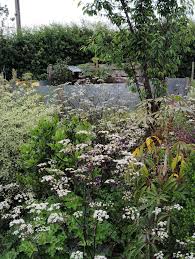 Attēlu rezultāti vaicājumam “Anthriscus sylvestris flower”