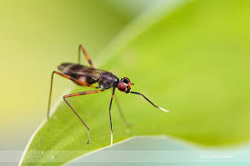 Attēlu rezultāti vaicājumam “Micropezidae”
