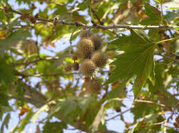 Attēlu rezultāti vaicājumam “Platanus x hispanica (syn. Platanus x acerifolia)”
