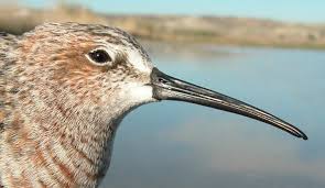 Attēlu rezultāti vaicājumam “Calidris ferruginea adult”