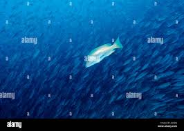 Image result for Lutjanus novemfasciatus