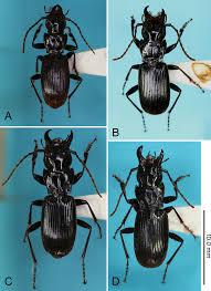Attēlu rezultāti vaicājumam “Pterostichus sp.”