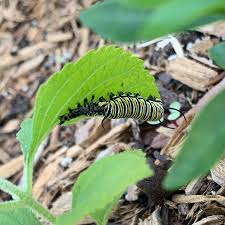 Image result for monarch caterpillar
