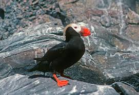 Image result for Fratercula cirrhata