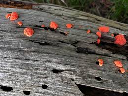 Attēlu rezultāti vaicājumam “Tubifera ferruginosa subsp. acutissima spores”