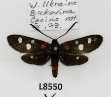 Attēlu rezultāti vaicājumam “Zygaena sp.”