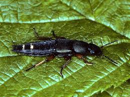 Attēlu rezultāti vaicājumam “Platydracus fulvipes”