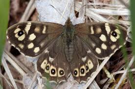 Attēlu rezultāti vaicājumam “Pararge aegeria upperside”