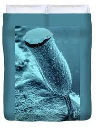 Attēlu rezultāti vaicājumam “Craterium minutum”